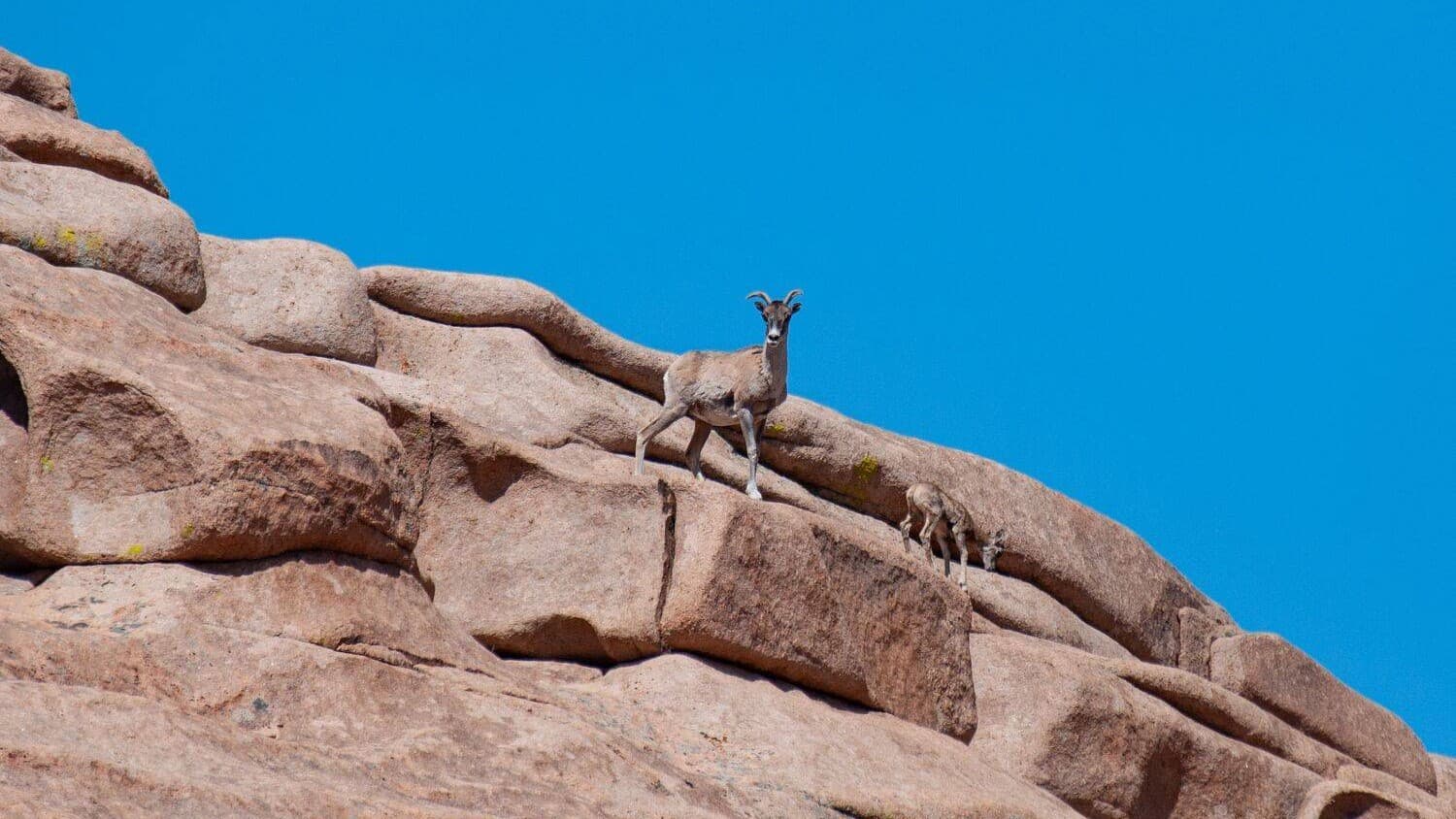 Бектау-Ата: Гранитный гигант степи