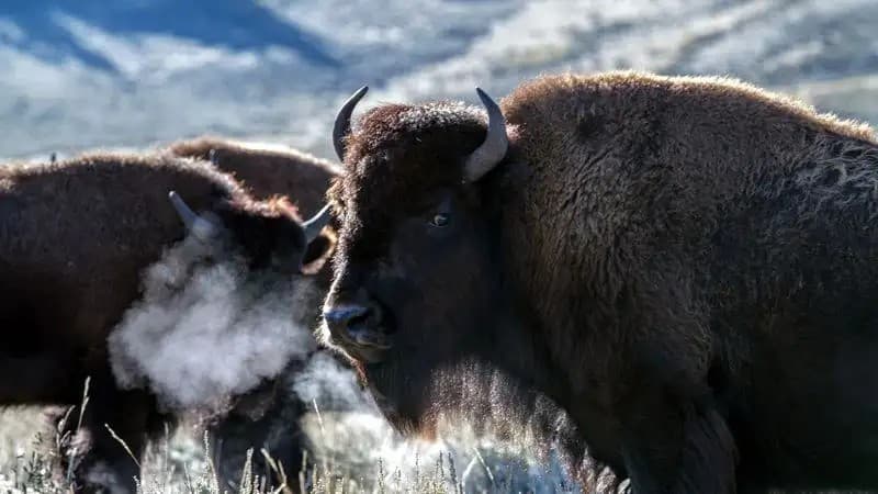 Бизоны Сарыарки: Возвращение степных гигантов в Карагандинскую область