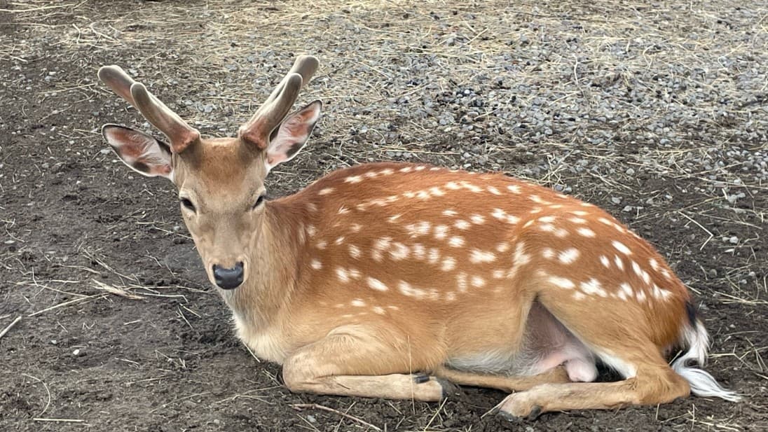 Карагандинский зоопарк - фото 3